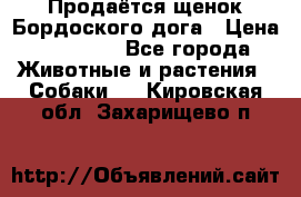 Продаётся щенок Бордоского дога › Цена ­ 37 000 - Все города Животные и растения » Собаки   . Кировская обл.,Захарищево п.